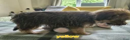 Shorkie dogs for sale: Beautiful F2 Shorkie Girls,Puppy Culture Raised, in Armagh - Advert 9