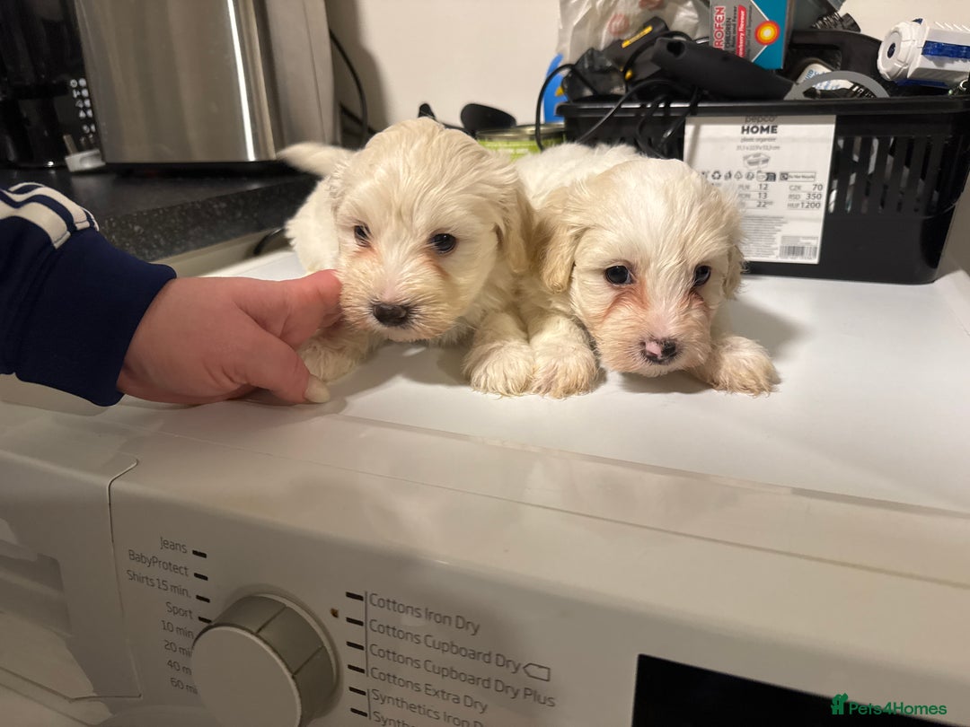 Maltese dogs for sale: Bichone Maltese  - Advert 5