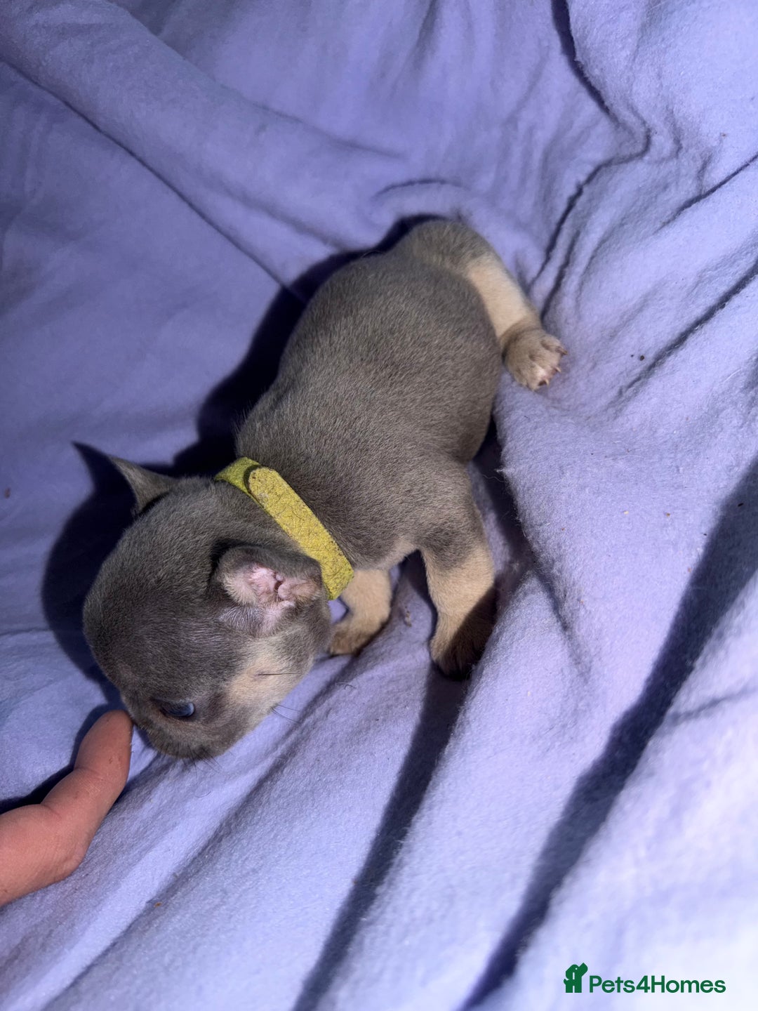 French Bulldog dogs for sale: French bulldog puppies  - Advert 23