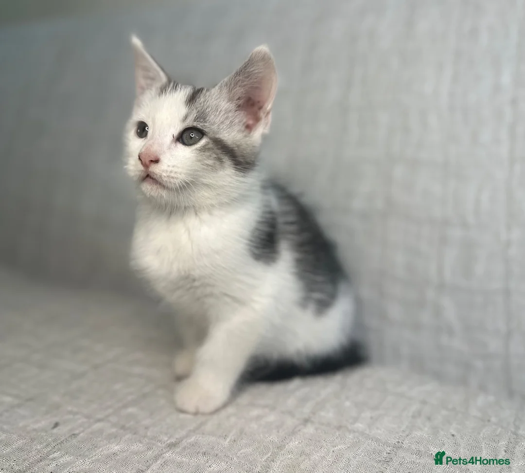 Maine Coon cats for sale: STUNNING MAINE COON KITTENS - Advert 22
