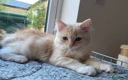 Siberian cats for sale: ✨ Siberian Kitten (ready for her new home now) ✨ - Image 6