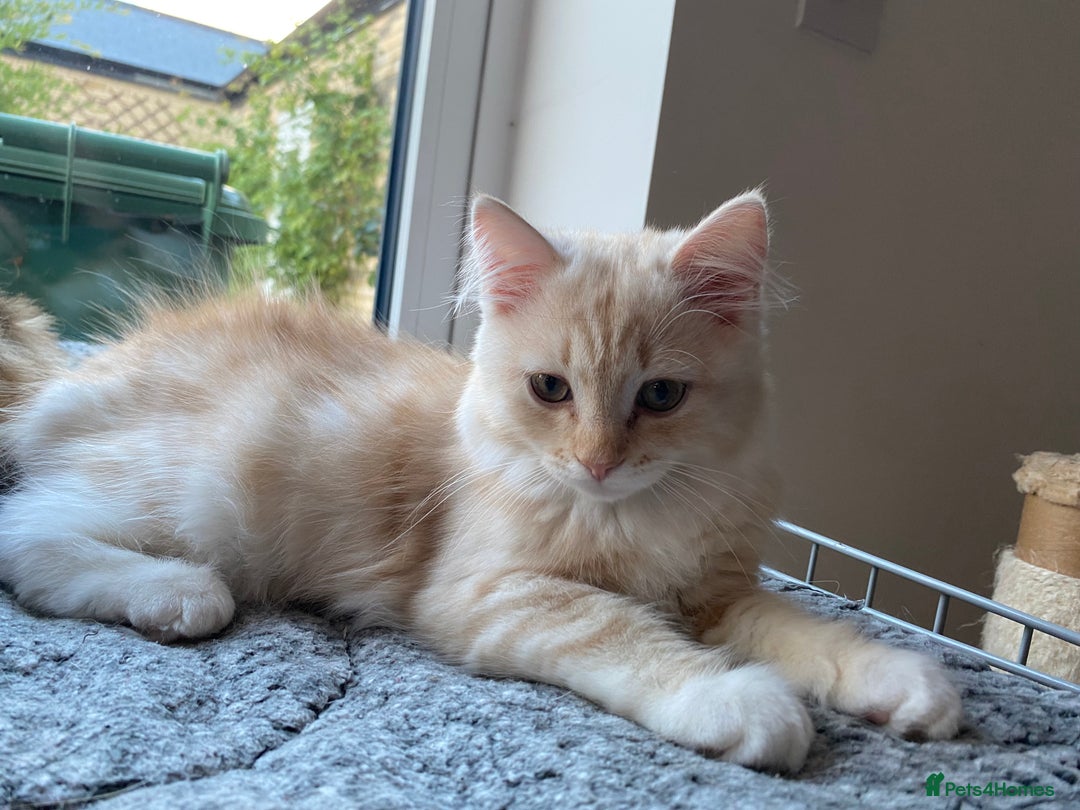 Siberian cats for sale: ✨ Siberian Kitten (ready for her new home now) ✨ - Image 6