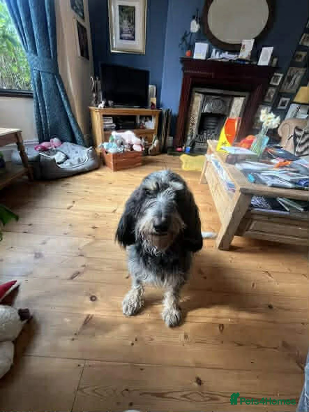 Mixed Breed dogs for adoption: Wendy - Griffon Bleu de Gascogne for Adoption in Wallasey - Advert 2