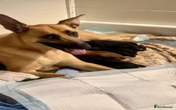 German Shepherd dogs for sale: 11 Beautiful German Shepherd Puppies 😍 - Image 3