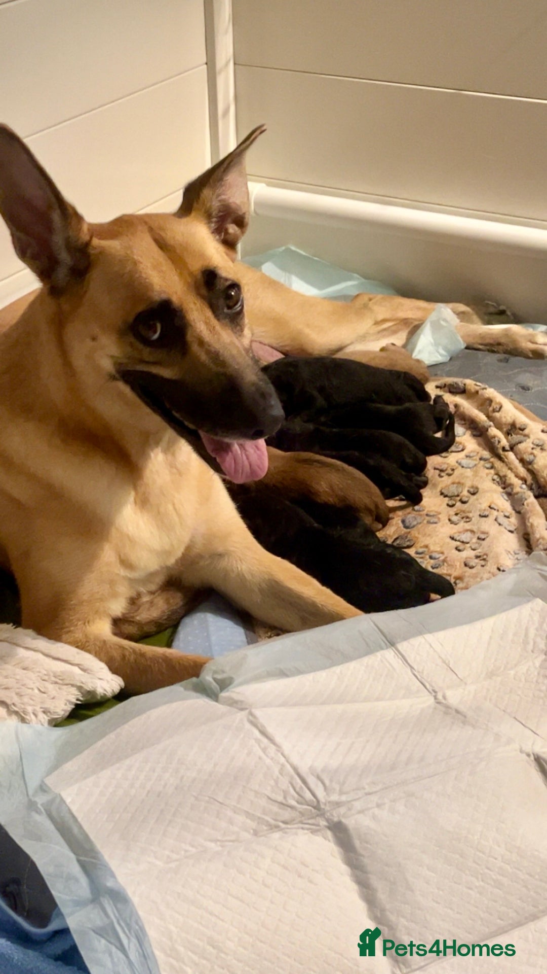 German Shepherd dogs for sale: 11 Beautiful German Shepherd Puppies 😍 - Image 3