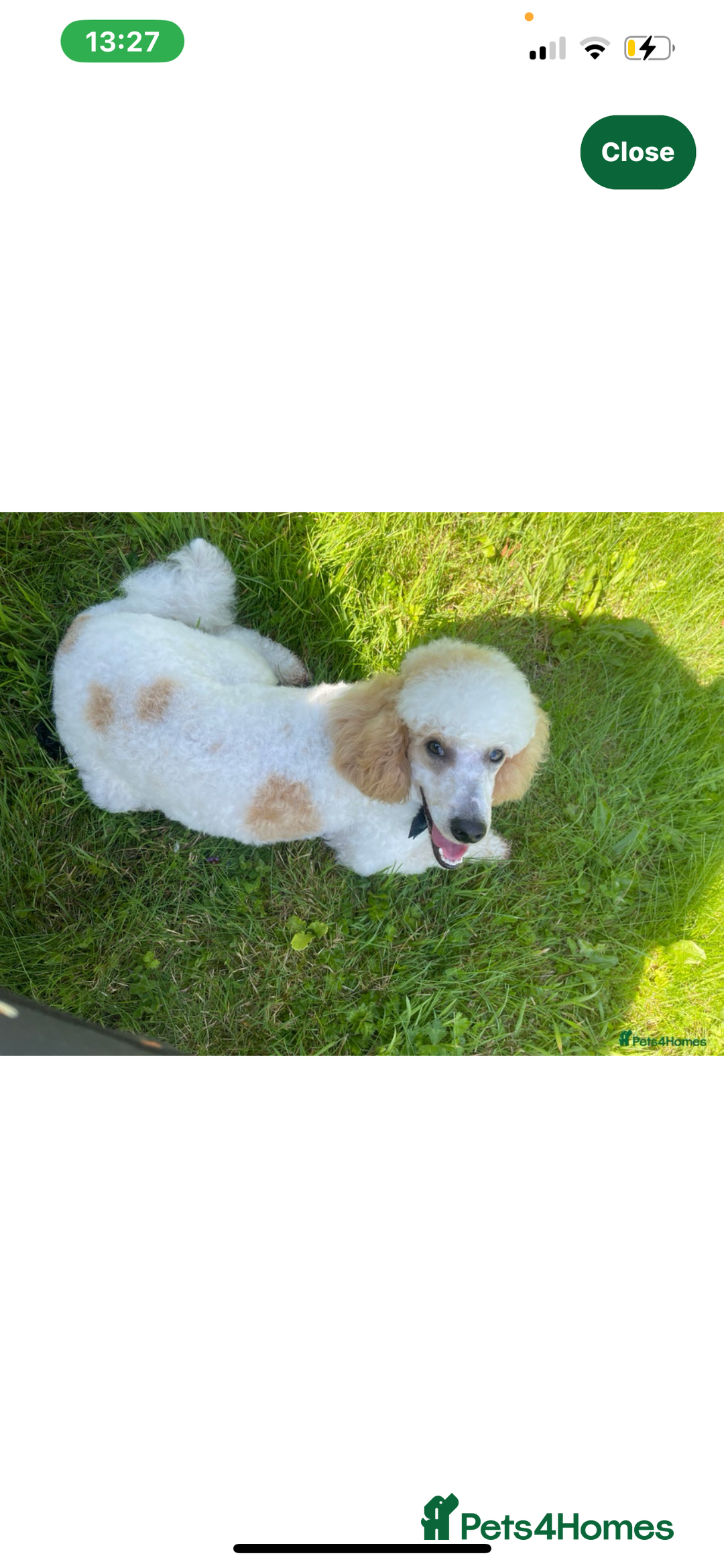 Australian Labradoodle dogs for sale: Absolutely Stunning Australian Labradoodle Puppies - Advert 9