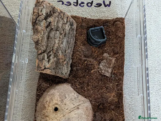Tarantulas invertebrates 2x curly haired juvenile tarantulas £60 each - Advert 2