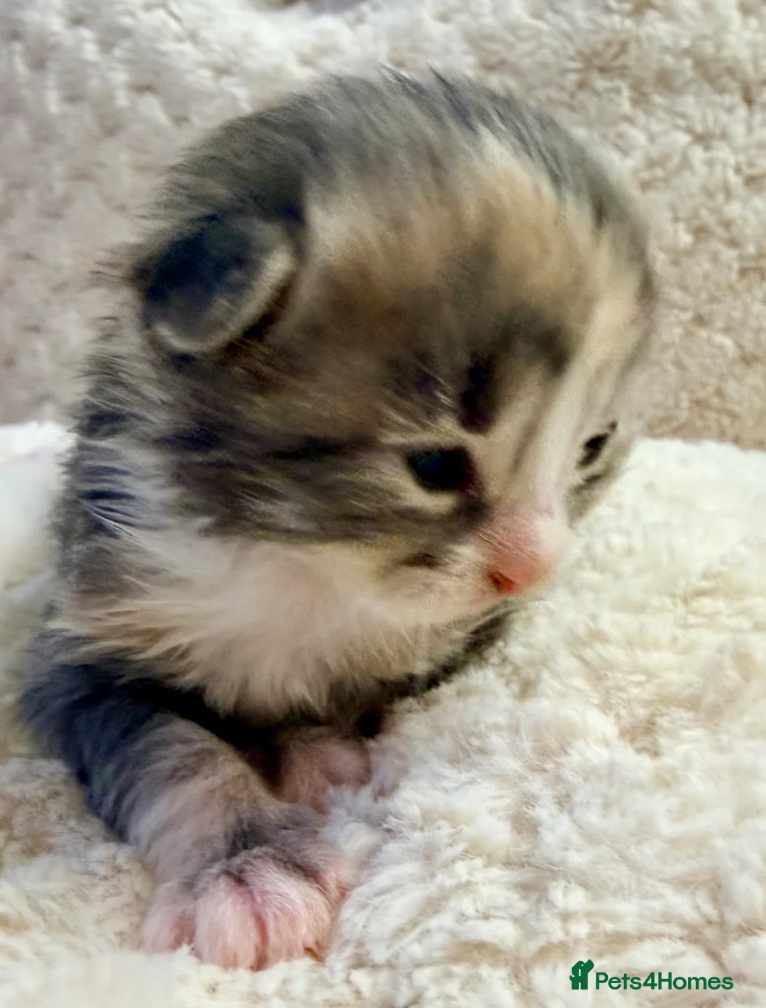 Siberian cats for sale: ✨ Stunning Siberian Neva Masquerade Kittens ✨ - Advert 11