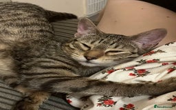 Bengal cats for sale: Bengal for sale  in Chester - Image 5
