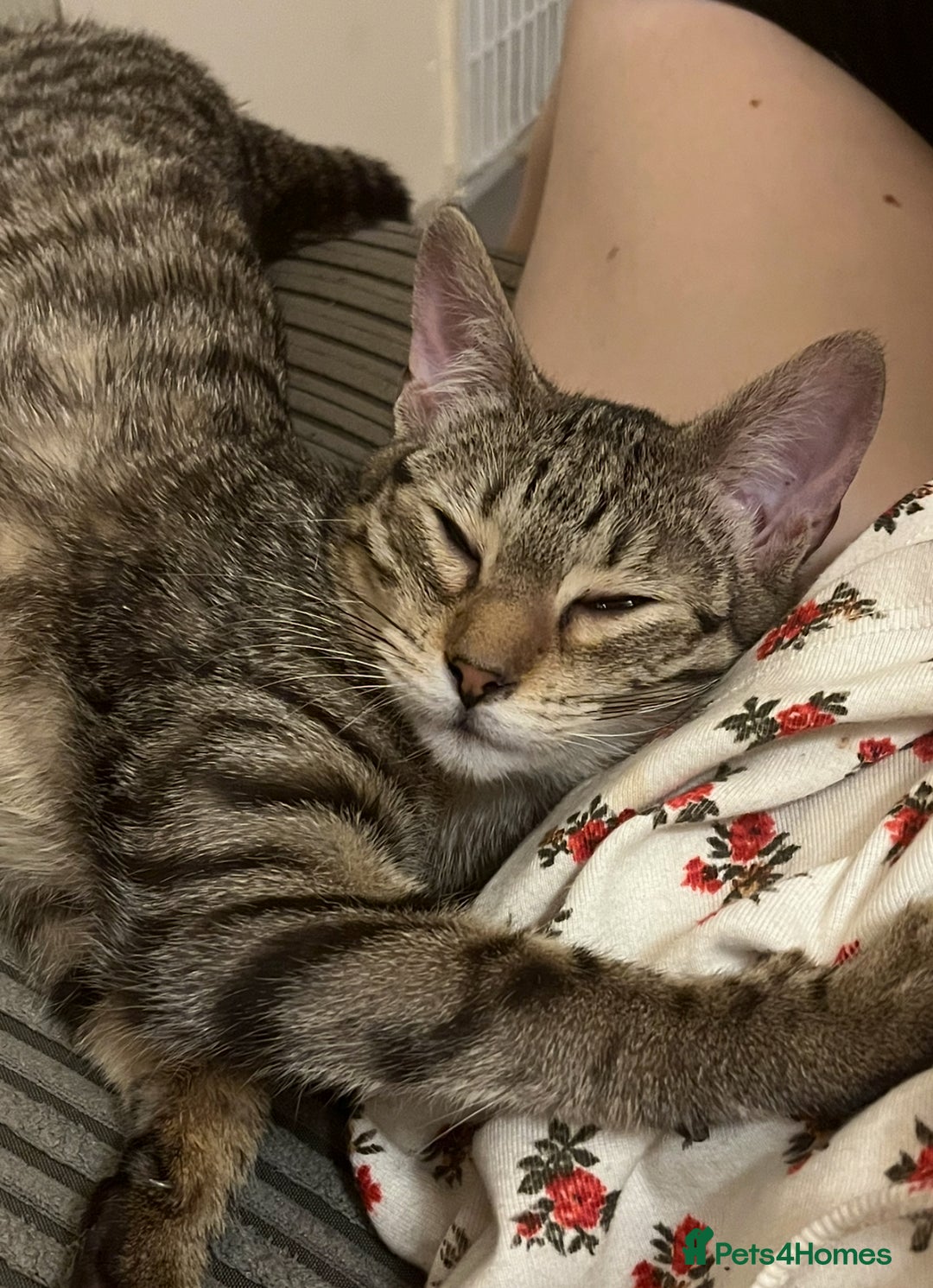 Bengal cats for sale: Bengal for sale  in Chester - Image 5