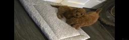 Cavapoo dogs for sale: 6 cavapoo pups ready to leave  - Advert 11