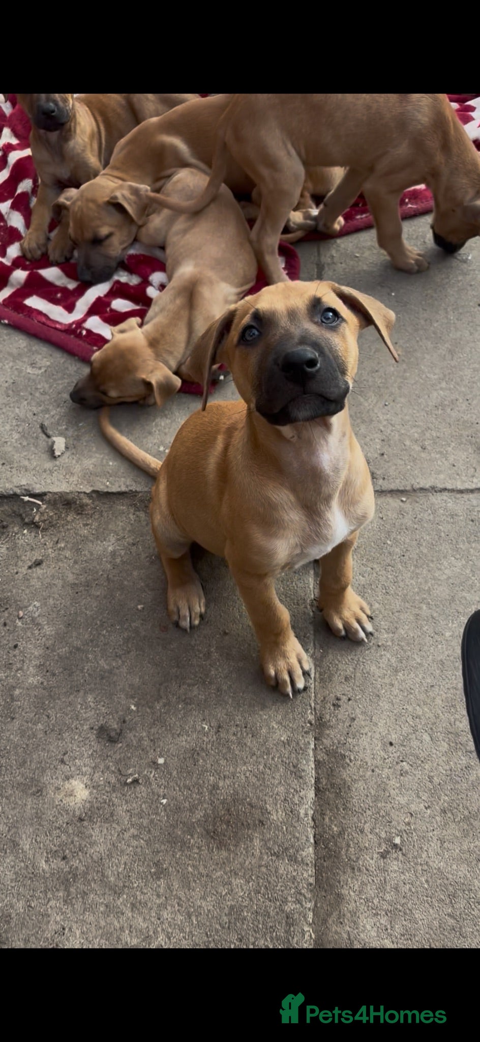 Mixed Breed dogs American Mali Pups - Advert 2