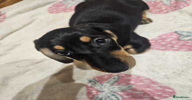 Dachshund dogs Dachshund pups  - Advert 5