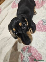 Dachshund dogs Dachshund pups - Advert 5