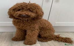 Labradoodle dogs for sale: Beautiful F1B Mini Labradoodles Hypoallergenic Red - Image 3