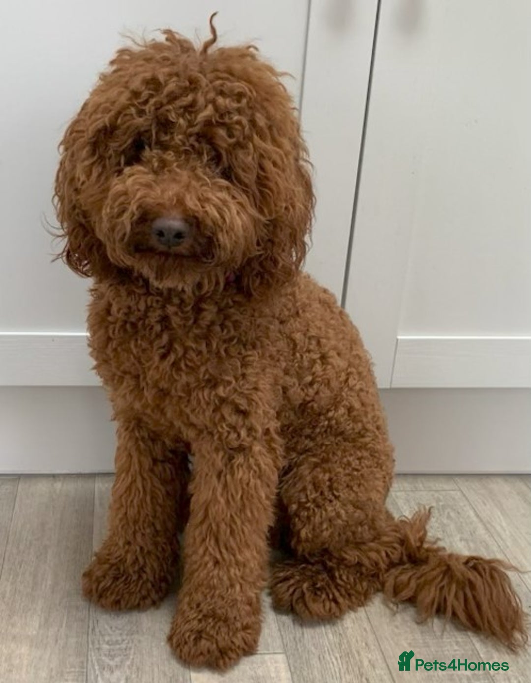 Labradoodle dogs for sale: Beautiful F1B Mini Labradoodles Hypoallergenic Red - Image 3