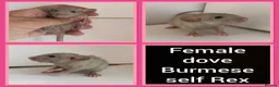 Rat rodents for sale: Adorable baby rats for sale  - Advert 6