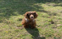 Cocker Spaniel dogs for sale: Cocker spaniel for sale  - Image 2