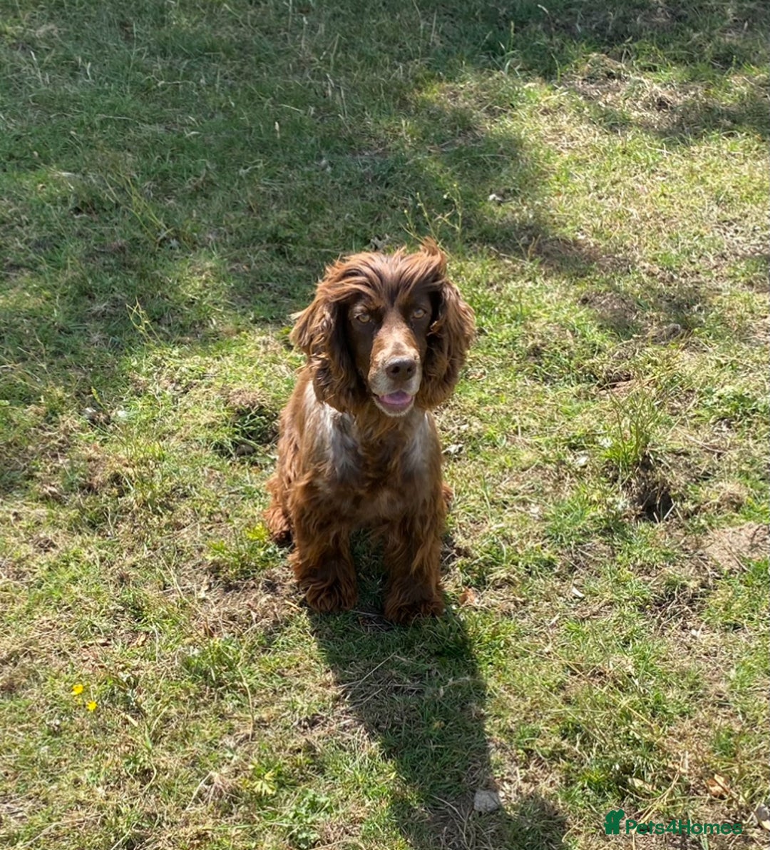 Cocker Spaniel dogs for sale: Cocker spaniel for sale  - Image 2