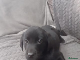 Labrador Retriever dogs for sale: Labrador puppy - Advert 1
