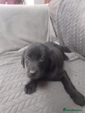 Labrador Retriever dogs Labrador puppy - Advert 1