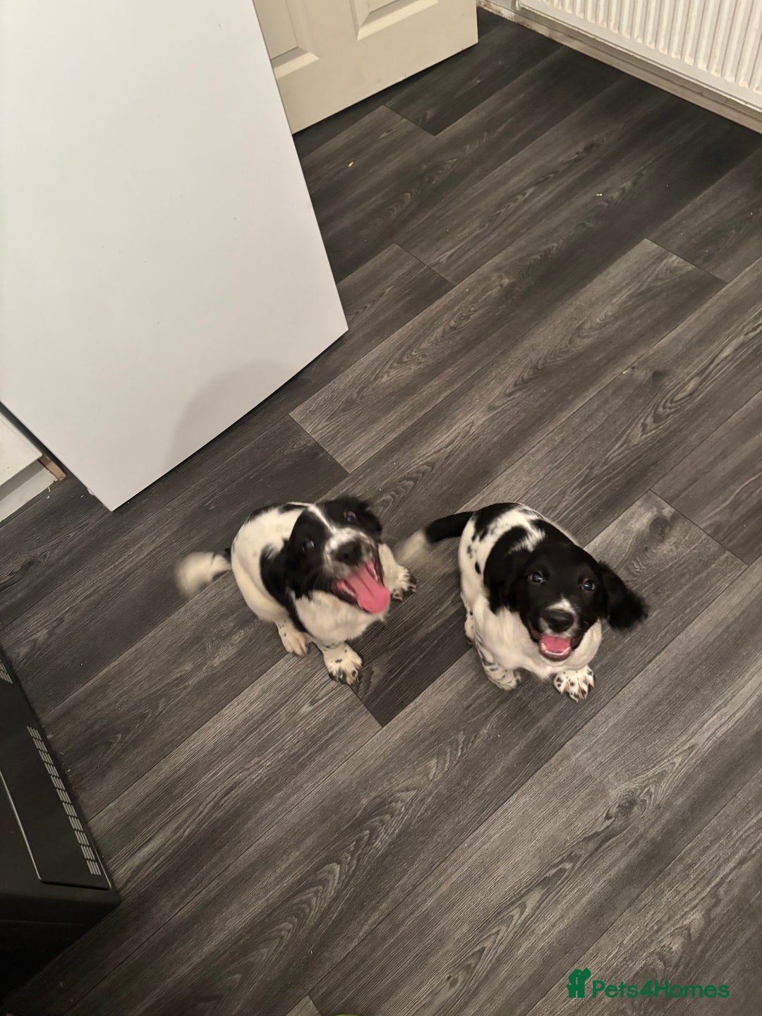 English Springer Spaniel dogs for sale: Springer spaniel pups  - Advert 1