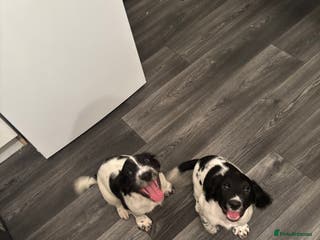 English Springer Spaniel dogs Springer spaniel pups - Advert 7