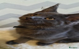 Maine Coon cats for sale: 25% OFF PURE MAINE COONS FROM CHAMPION BLOODLINE! - Image 37