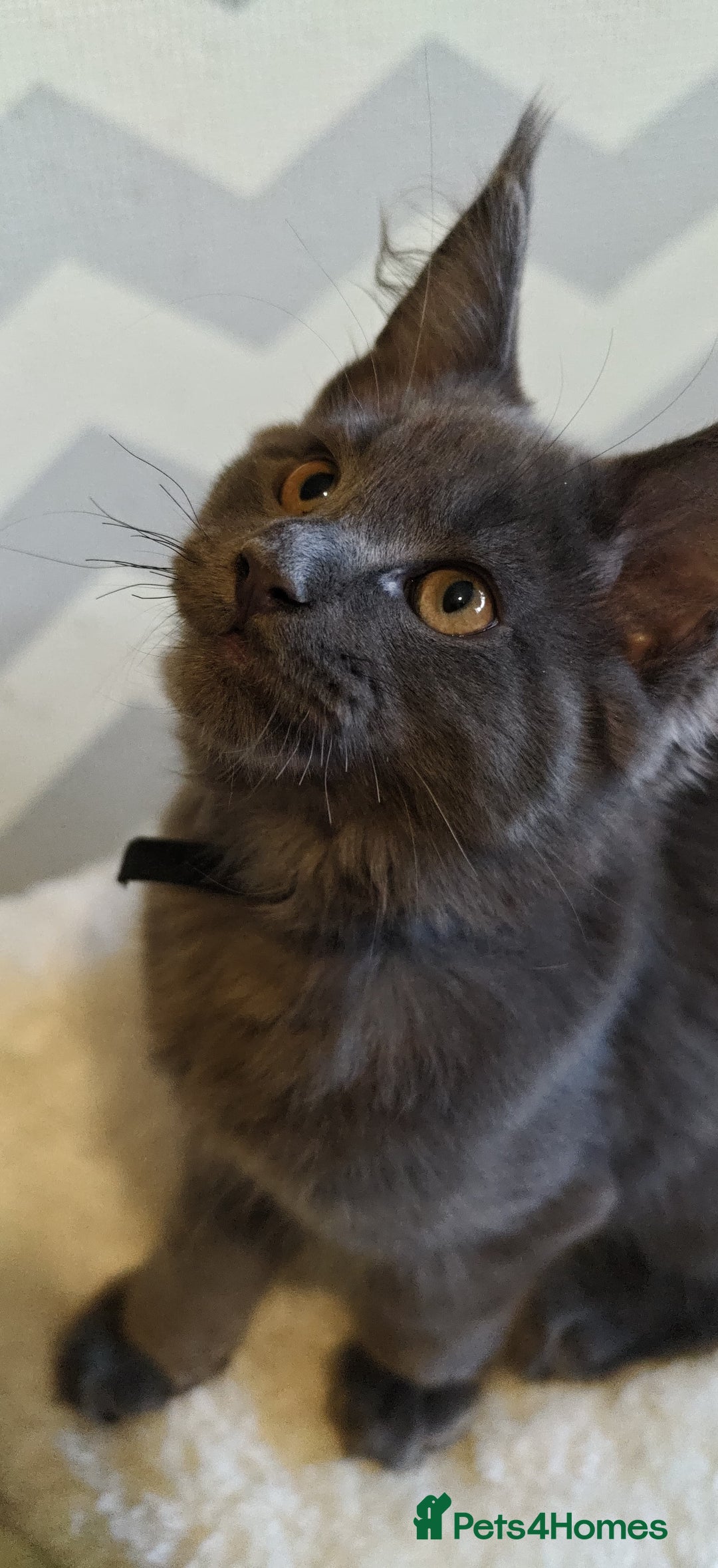 Maine Coon cats for sale: 25% OFF PURE MAINE COONS FROM CHAMPION BLOODLINE! - Image 37
