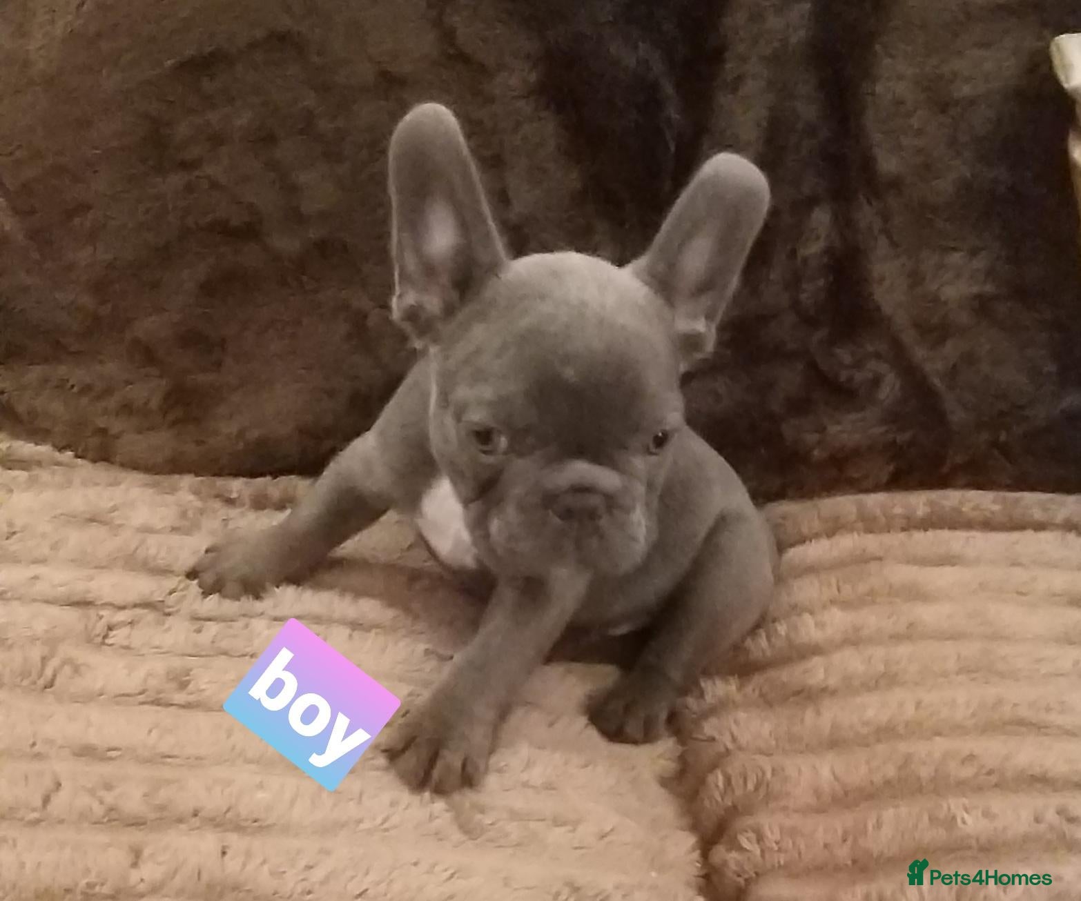 French Bulldog dogs Lilac/pink french bulldog puppies  - Advert 1