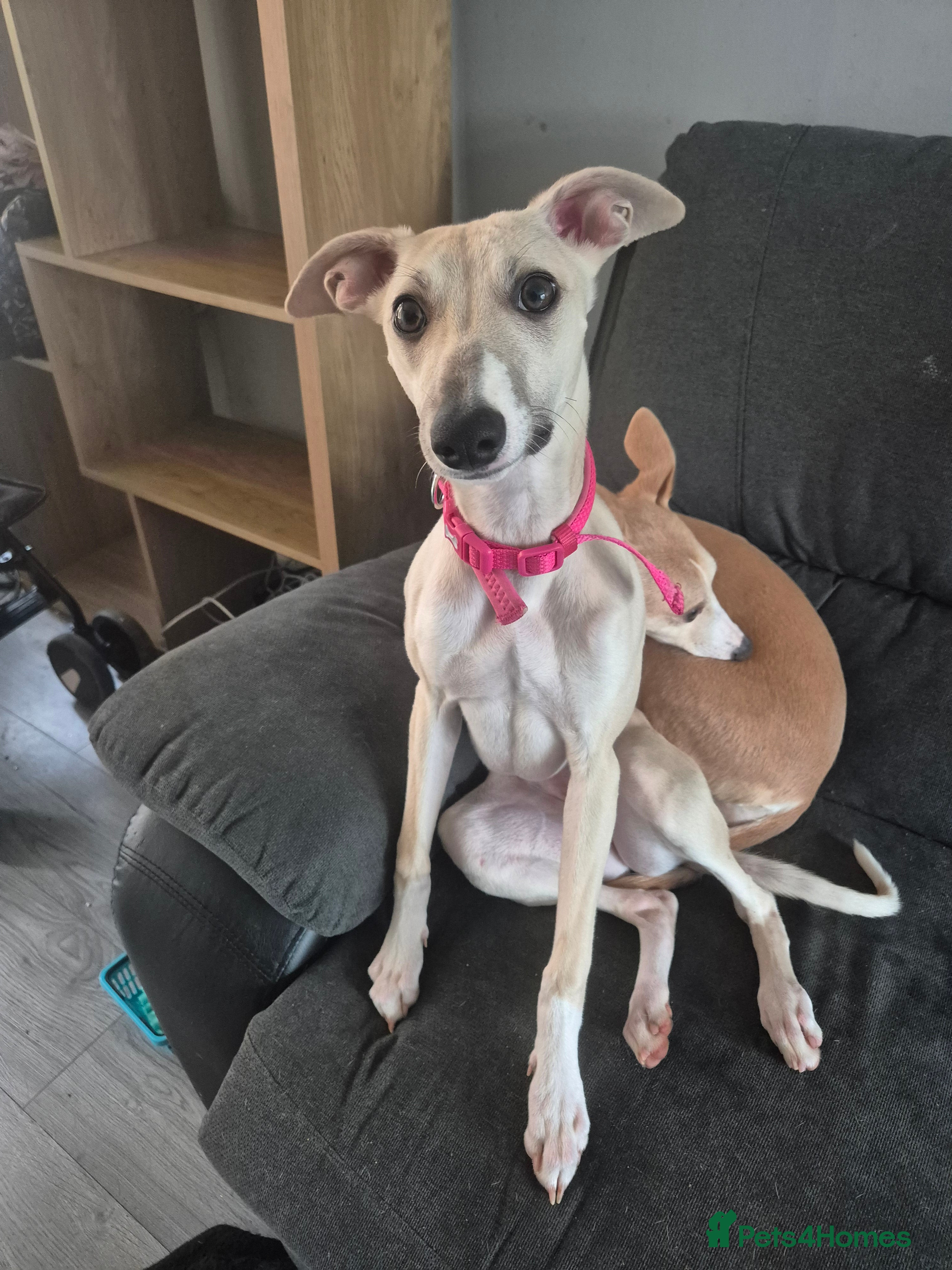 Whippet dogs Whippet pup - Advert 1