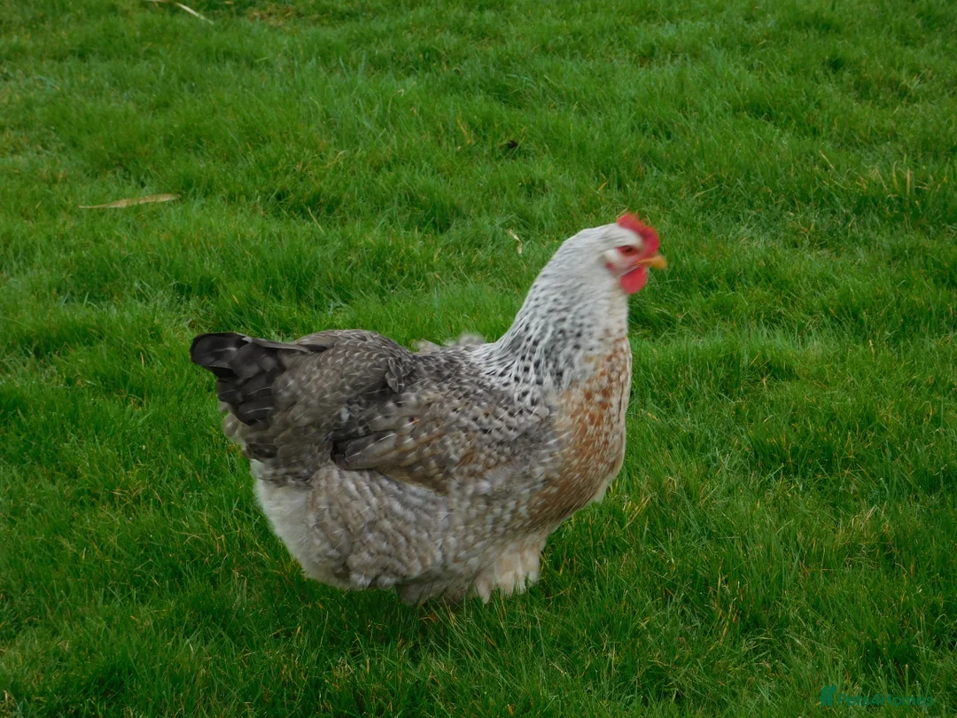 Chickens poultry for sale: Silver Bielefelder Hatching Eggs x 6 - Advert 6