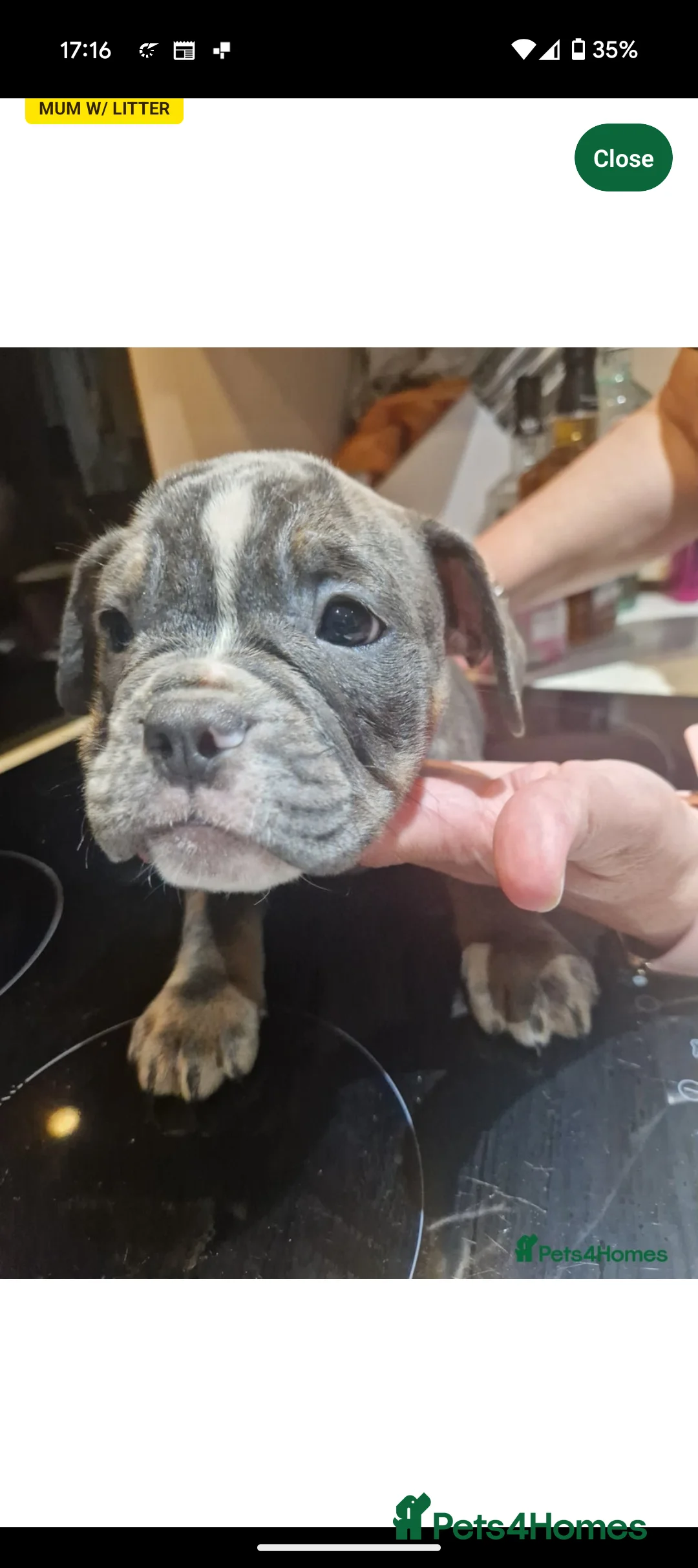 Mixed Breed dogs for sale: **10 months old bulldog cross** - Advert 18