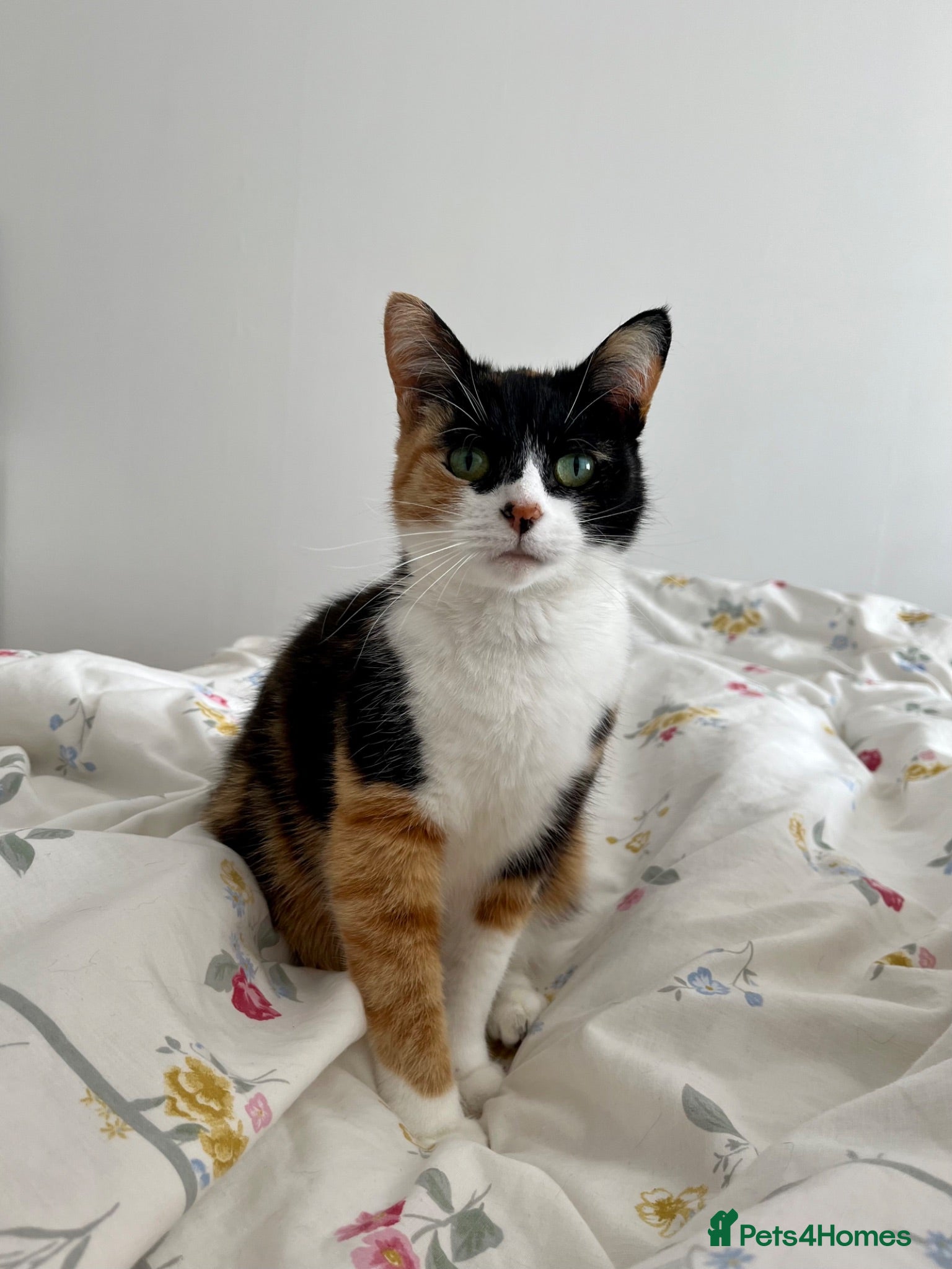 Domestic Shorthair cats Rehoming Poppy  - Advert 1