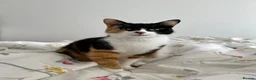 Domestic Shorthair cats for sale: Rehoming Poppy  - Advert 1