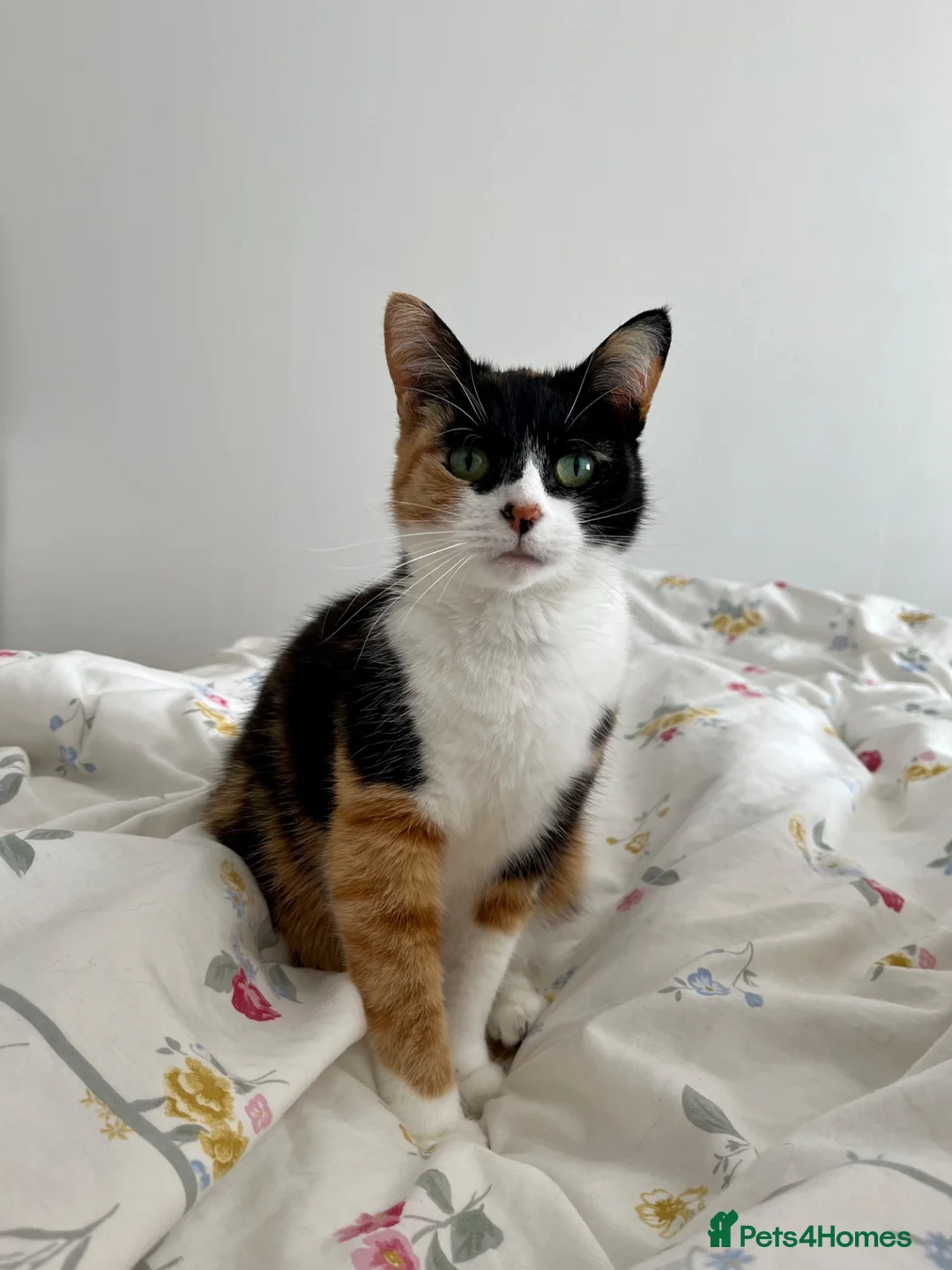 Domestic Shorthair cats for sale: Rehoming Poppy  - Advert 1