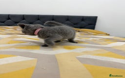 British Shorthair cats for sale: British short hair  - Image 12