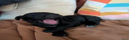 Cockapoo dogs for sale: Black Cockapoo pups with tiny white markings  in Bolton - Advert 4