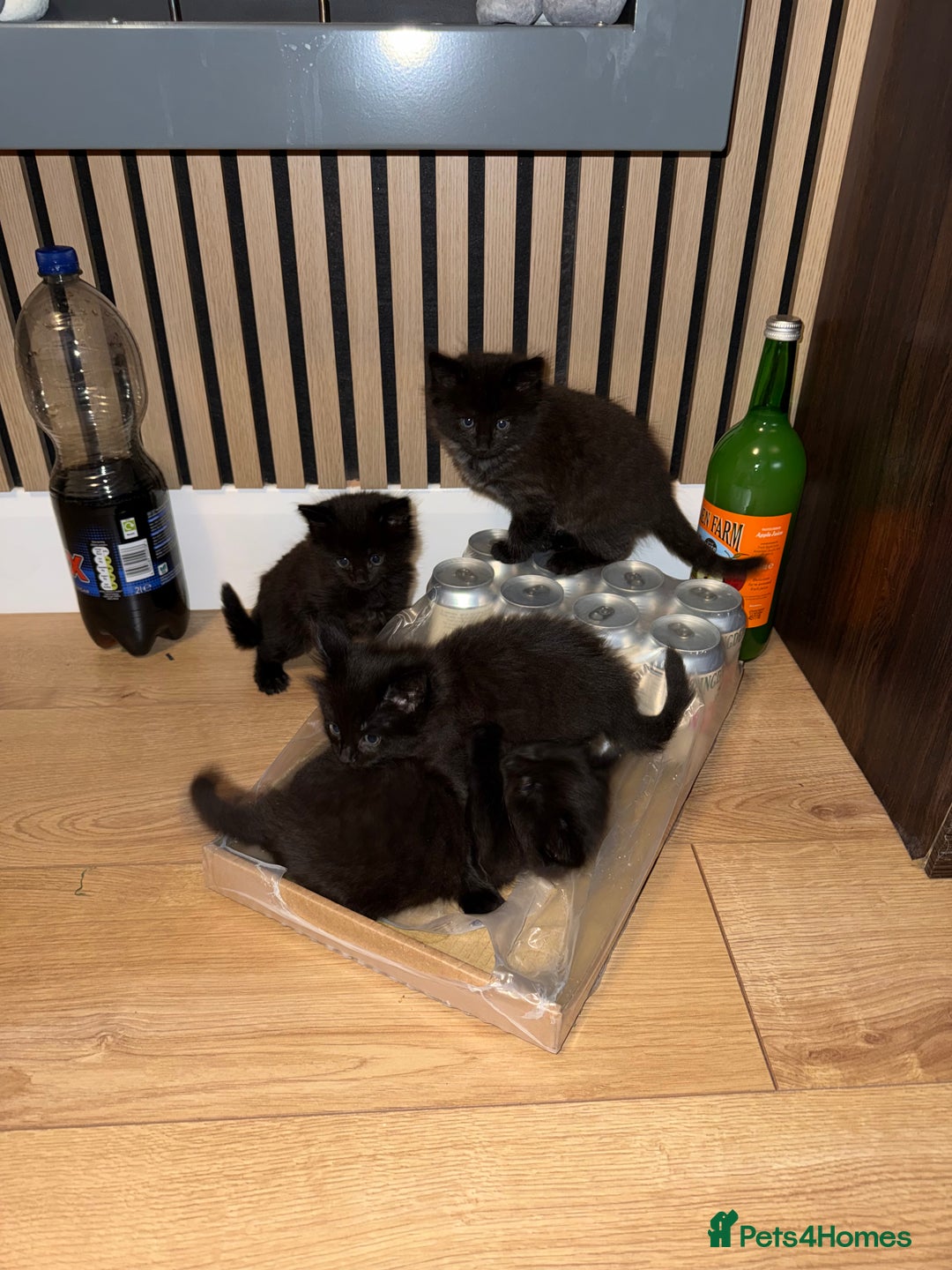 Siberian cats for sale: 6 beautiful Siberians kittens - Advert 9