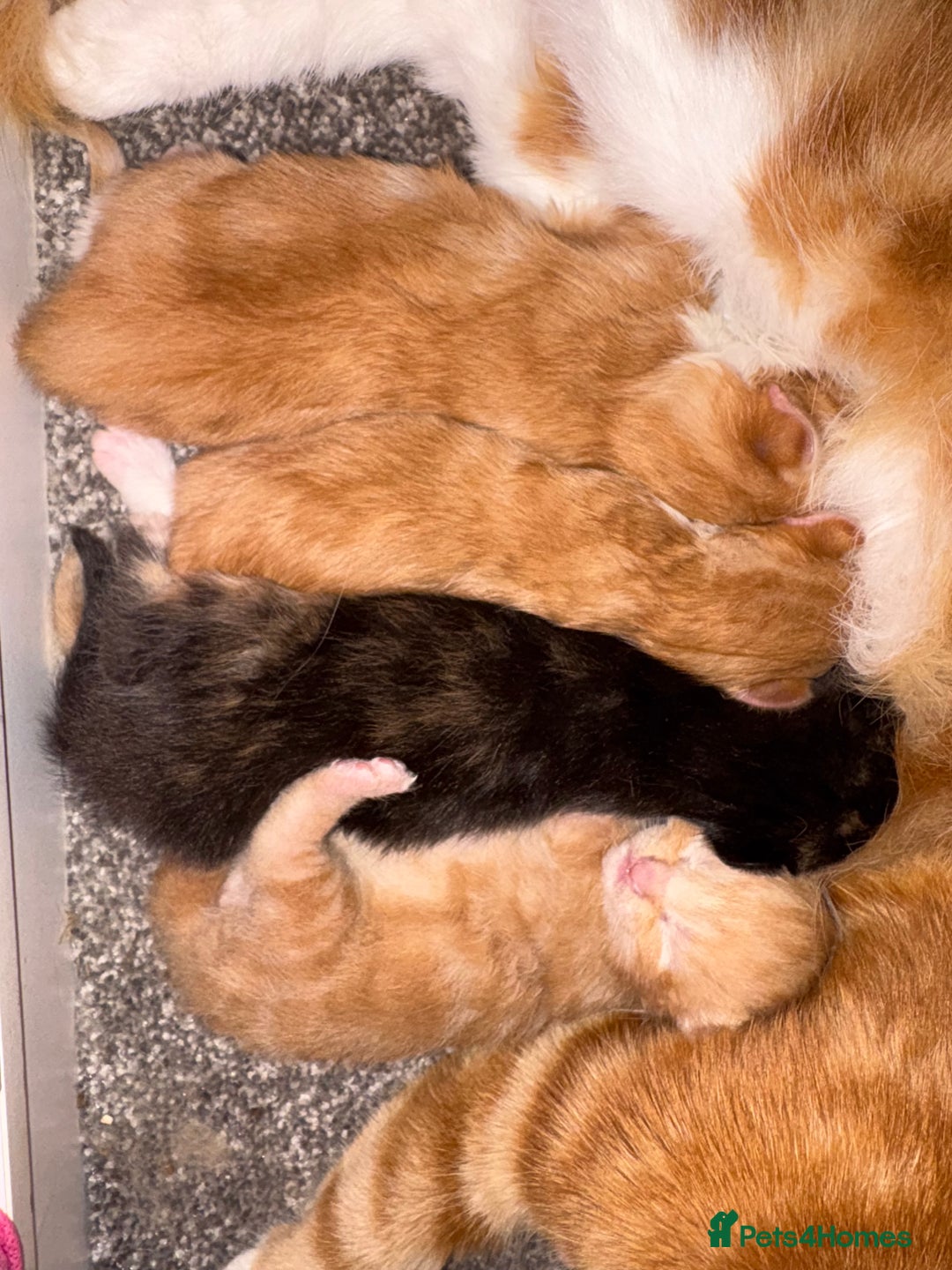 Mixed Breed cats for sale: Beautiful kittens - Image 3