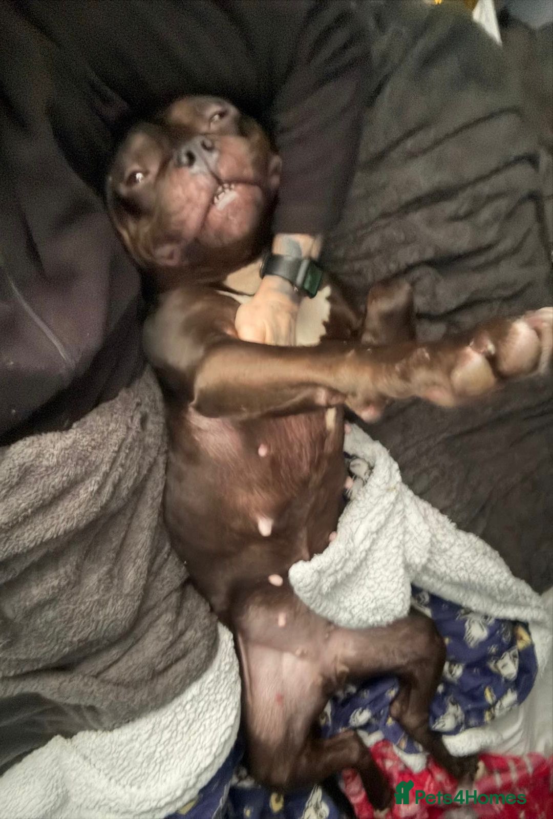 American Bully dogs for adoption: 💔 ABUSED & SEARCHING FOR HELP 💔 TIME RUNNING OUT - Advert 2