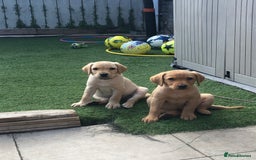 Labrador Retriever dogs for sale: One Beautiful KC Reg Lab Puppy Left- Ready Now - Image 1