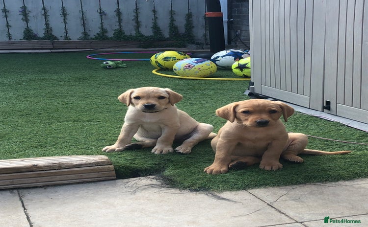 Labrador Retriever dogs - Advert 2