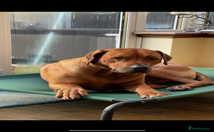 Rhodesian Ridgeback dogs - Advert 1