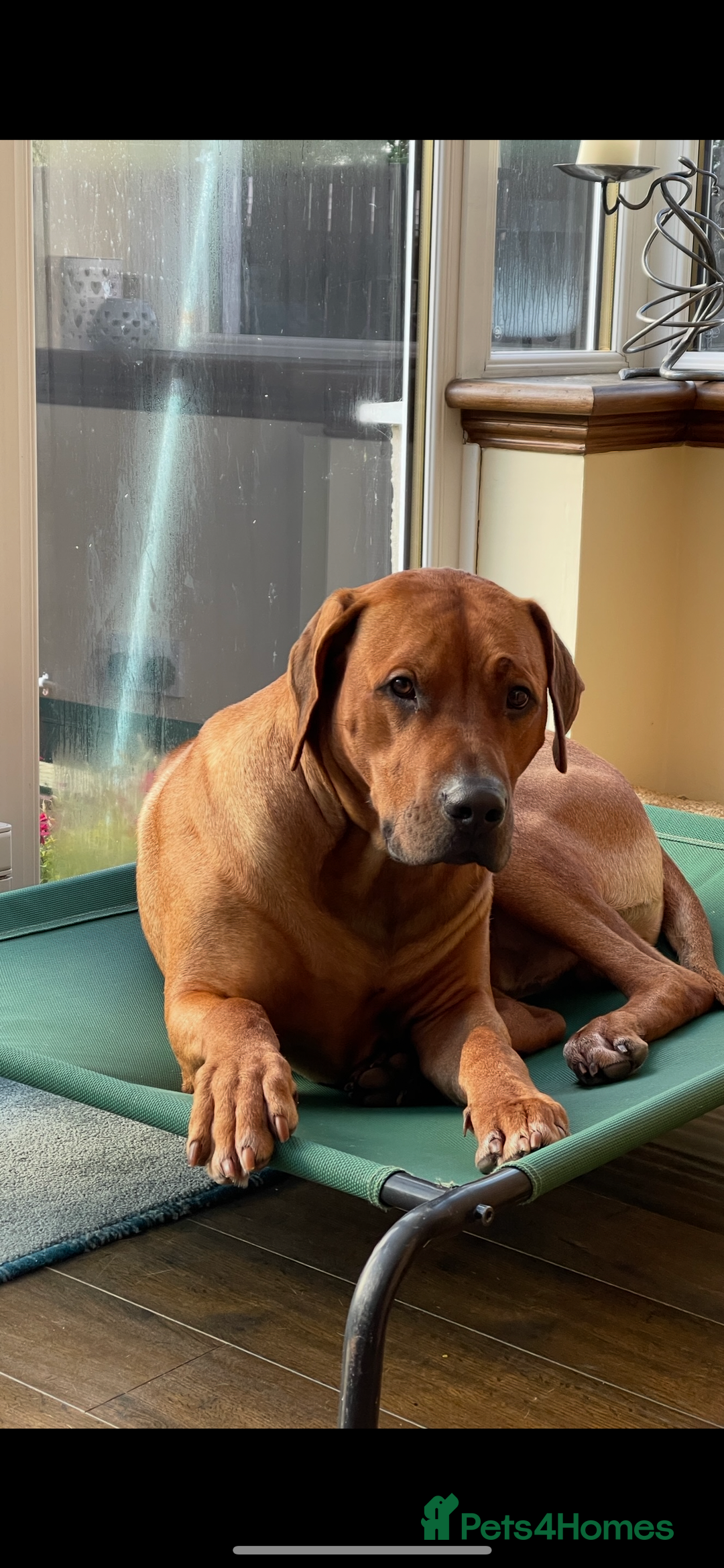 Rhodesian Ridgeback dogs for stud: Stud Rhodesian Ridgeback Stanley.  - Image 1