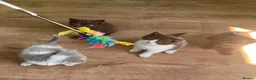 Mixed Breed cats for sale: Adorable Shorthair Kittens – 4 Boys & 1 Girl - Advert 8