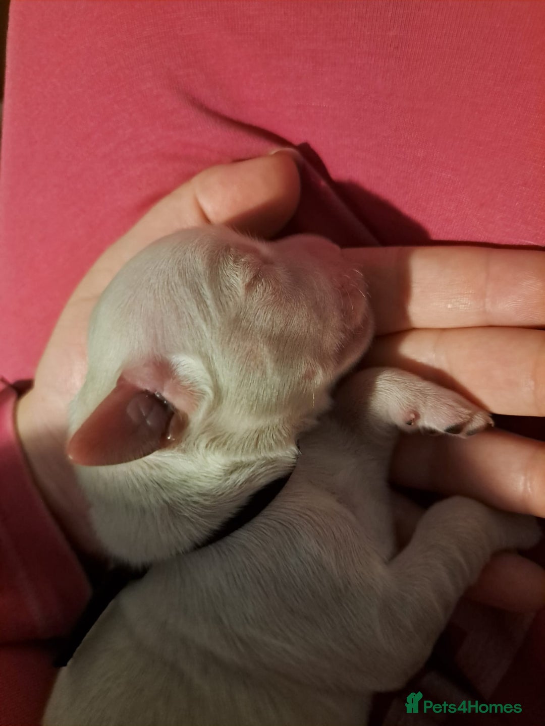 Golden Retriever dogs for sale: European bloodline GR puppies  - Advert 10