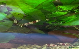 Shrimps fish for sale: Crystal Red Bee Shrimp (Caridina cantonensis) - Image 4