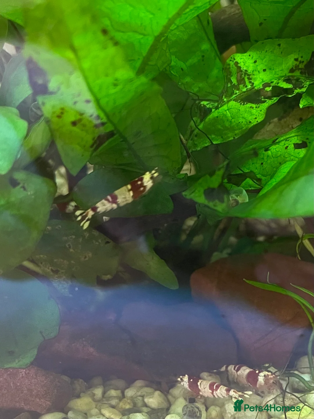 Shrimps fish for sale: Crystal Red Bee Shrimp (Caridina cantonensis) - Advert 4