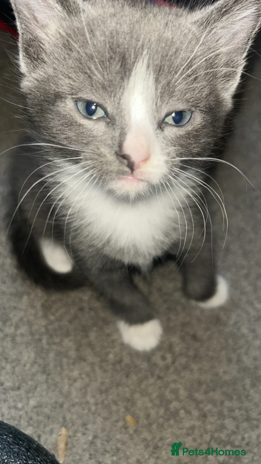 British Shorthair cats for sale: Two kittens left  in Amersham - Advert 2